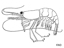 Image of Hectarthropus expansus 
