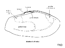 Image of Gari solida (Pacific clam)