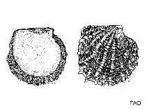 Image of Pteria sterna (Pacific wing-oyster)