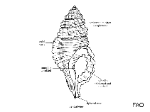 Image of Halgyrineum louisae 