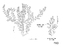 Image of Acanthophora spicifera (Erect sea moss)