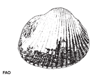 Image of Scapharca globosa (Globose ark)