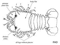 Image of Scyllarus chacei (Chace slipper lobster)