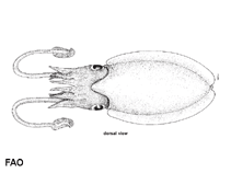 Image of Rhombosepion elegans (Elegant cuttlefish)