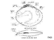 Image of Semele solida (Chilean semele)