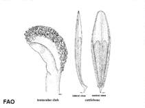 Image of Sepia murrayi (Frog cuttlefish)