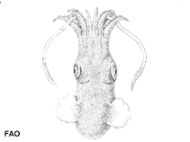 Image of Sepiolina nipponensis (Japanese bobtail)