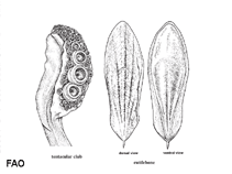 Image of Sepia opipara (Magnificent cuttlefish)