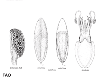 Image of Rhombosepion orbignyanum (Pink cuttlefish)