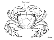Image of Sesarma curacaoense (Mangrove marsh crab)