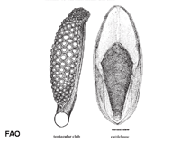 Image of Sepia savignyi (Broadback cuttlefish)
