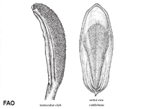 Image of Sepia smithi (Smith\