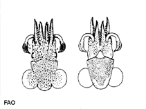 Image of Sepiola steenstrupiana 