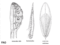 Image of Sepia vossi (Voss\