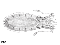 Image of Sepiella weberi (Web\