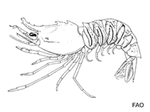 Image of Sicyonia bispinosa 