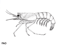 Image of Solenocera crassicornis (Udang merah)