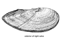 Image of Soletellina diphos (Diphos sanguin)
