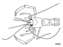 Image of Microprosthema takedai 