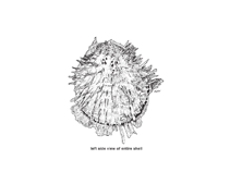 Image of Spondylus versicolor (Golden thorny oyster)