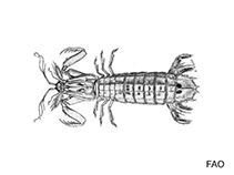 Image of Squilla empusa 