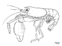 Image of Stenopus pyrsonotus (Flameback coral shrimp)