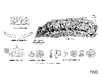 Image of Stichopus noctivagus (Night-wandering sea cucumber)