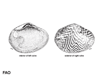 Image of Sunetta truncata (Truncate sunetta)