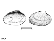 Image of Polititapes aureus (Golden carpet shell)