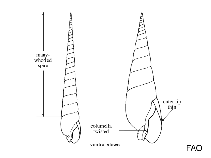 Image of Terebra arcas (Arcas auger)
