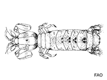 Image of Heterosquilla tricarinata 