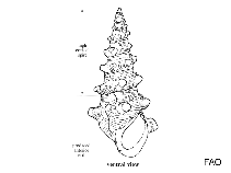 Image of Tarebia granifera (Quilted melania)