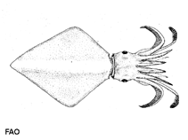 Image of Thysanoteuthis rhombus (Rhomboid squid)