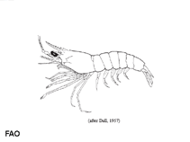 Image of Trachypenaeus anchoralis (Hardback shrimp)