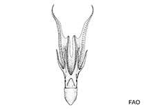 Image of Tremoctopus robsoni 