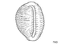 Image of Trivirostra letourneuxi 