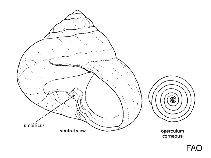 Image of Clanculus cruciatus 