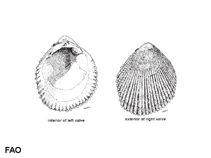 Image of Vasticardium orbita (Orbit cockle)