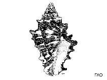 Image of Fulgurofusus brayi 
