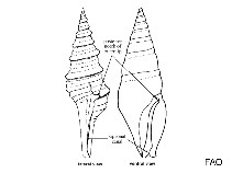 Image of Guraleus insculptus 