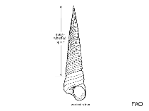 Image of Turritella columnaris 