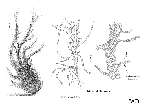 Image of Ulva californica 
