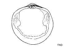 Image of Cycladicama tsuchii 