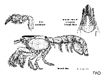 Image of Upogebia wuhsienweni (Chinese mud lobster)