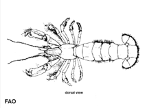 Image of Upogebia pugettensis (Blue mud shrimp)