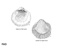 Image of Vepricardium asiaticum (Asiatic cockle)