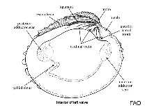 Image of Irus irus (Irus clam)