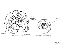 Image of Vermetus rugulosus 