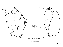 Image of Cymbiola imperialis 