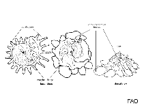 Image of Xenophora granulosa 